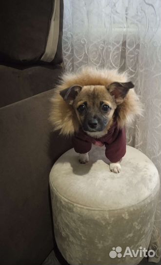 Продаю на мини собачку, новая, не подошла размером