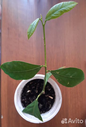 Саженцы лимона