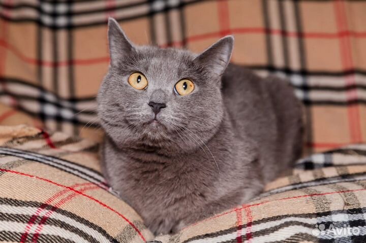 Очаровательная кошечка