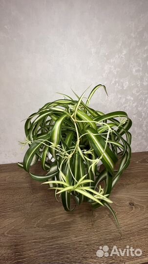 Хлорофитум кудрявый