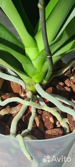 Орхидея фаленопсис Папагайо (Papagayo)