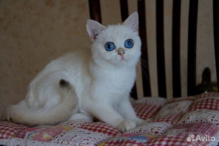 Ириска - золотистая шиншилла-пойнт кошечка