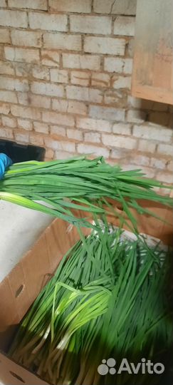 Лук зеленый