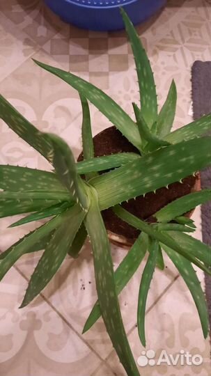 Алоэ, взрослое растение