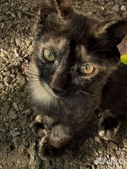 Кошки бесплатно