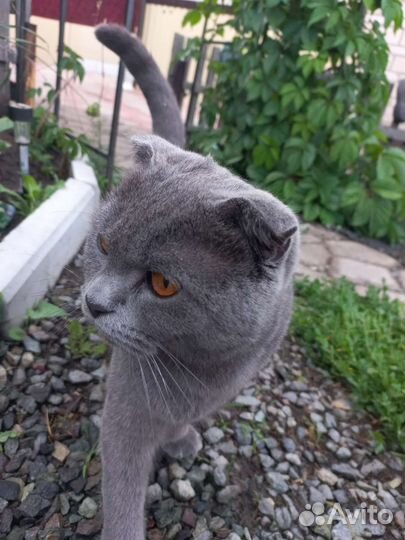 Котята в добрые руки приучены к лотку