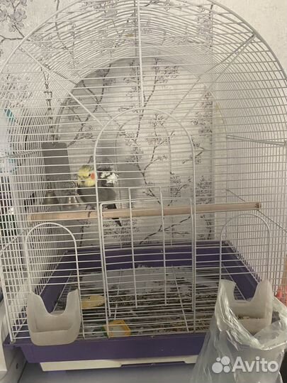 Попугай корелла мальчик