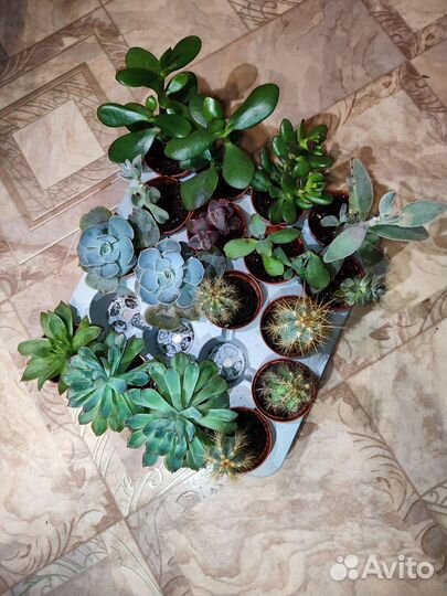 Эхеверия суккулент, кактус, каланхоэ, толстянка