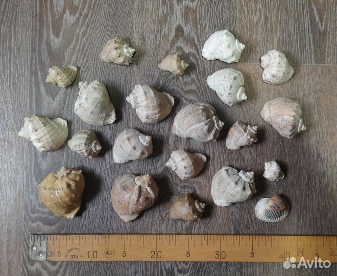 Морские ракушки раковины