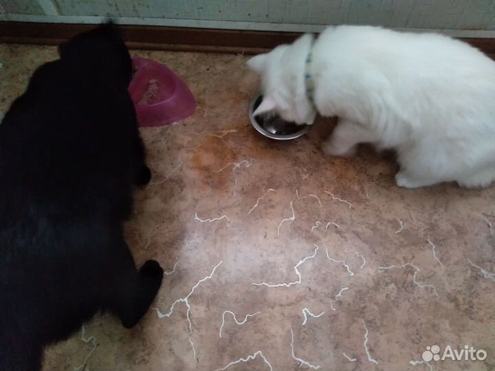 Выгул. Передержка