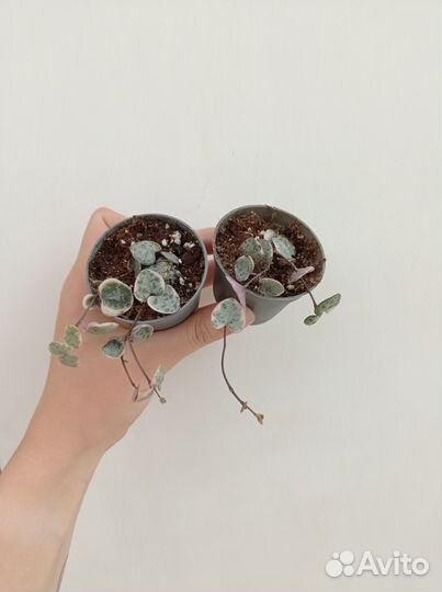 Комнатные растения, цветы