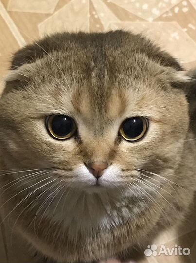 Золотой кот для вязки