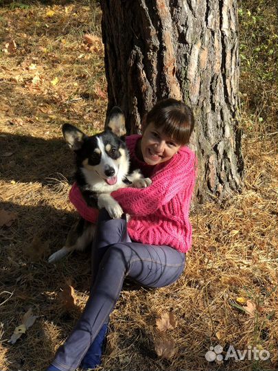 Передежка животных