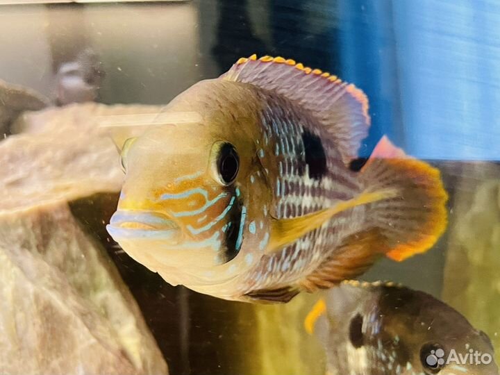 Акара бирюзовая мальки