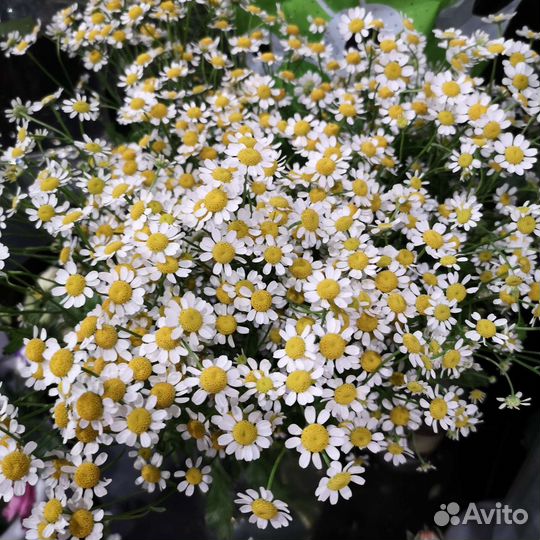 Ромашки Букет ромашек Летний букет