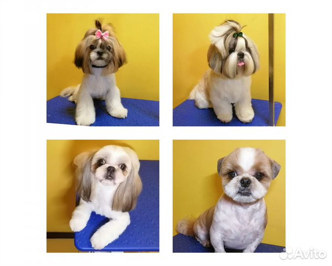 Стрижка собак, экспресс-линька, тримминг