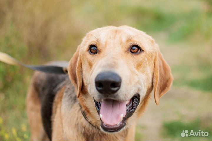 Собака из приюта в добрые руки бесплатно