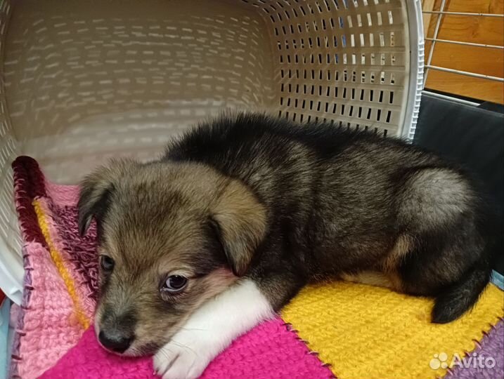 Малыш Гольфик