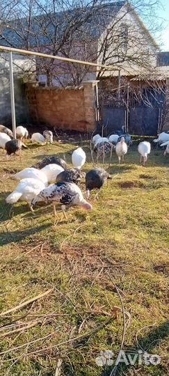 Индюки домашние