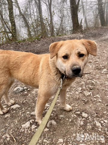 Метис Лабрадора