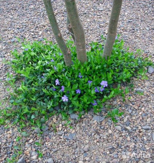 Барвинок малый