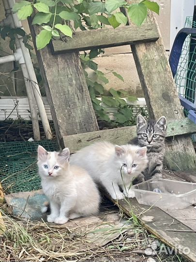 Котята метисы