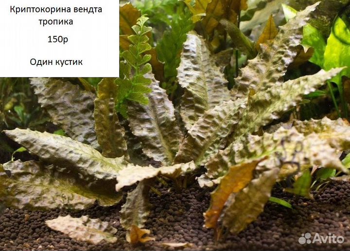 Аквариумные растения и креветки