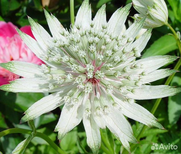 Таволга,вероника,астрация,рудбекия,гелеопсис, геле