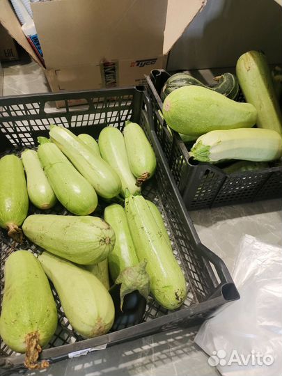 Кабачки молодые