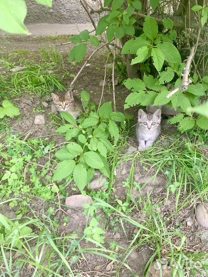 Котята в добрые руки даром