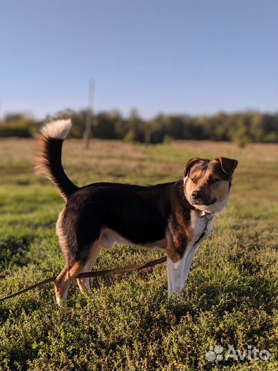 Собака в добрые руки