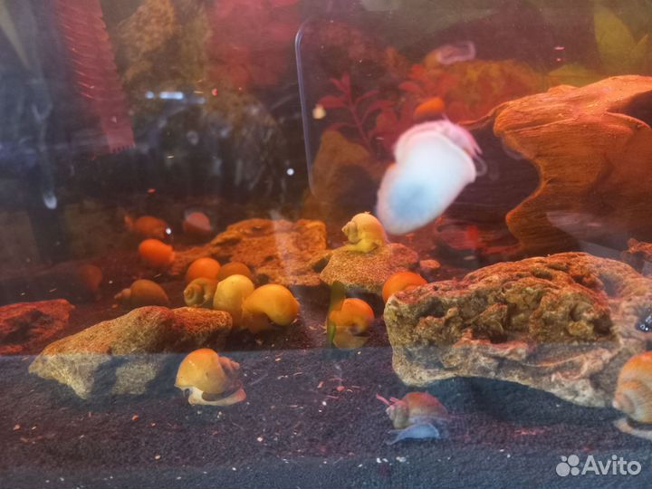 Улитки аквариумные