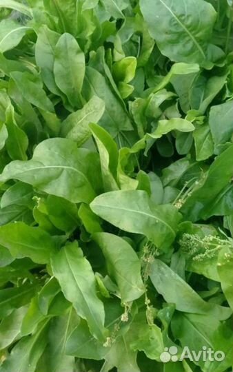 Домашние соленья,грибы,щавель,травяной чай,свекла