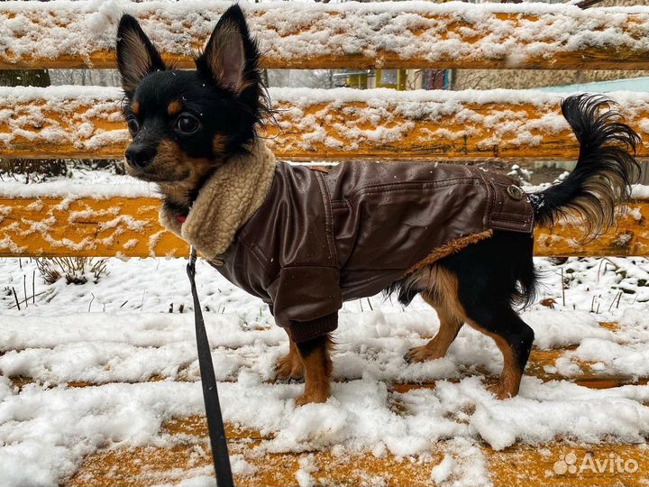 Куртка для собак мелких пород