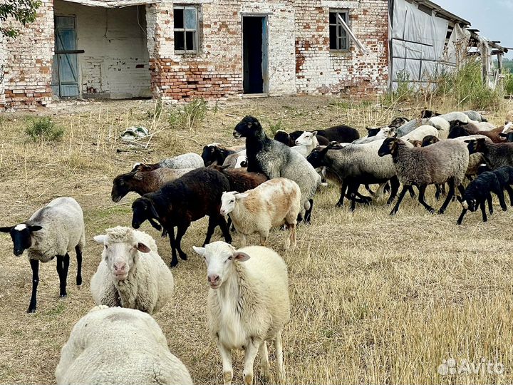 Овцы бараны ягнята