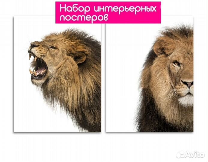 Постеры в рамке Рычащий лев 30x40 см