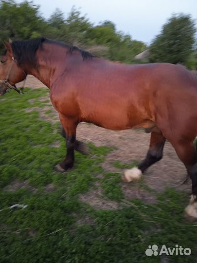 Продам кобылу
