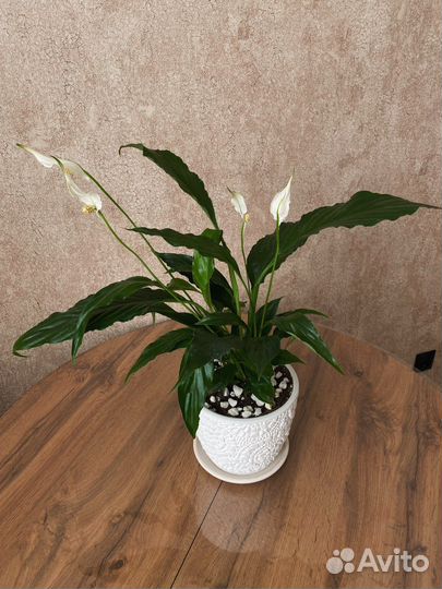 Женское счастье/Спатифиллум