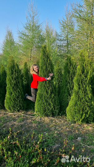 Туя сортовая оптом
