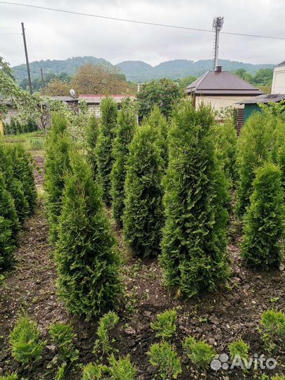 Туя колумна, буксусы