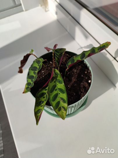 Калатея лансифолия