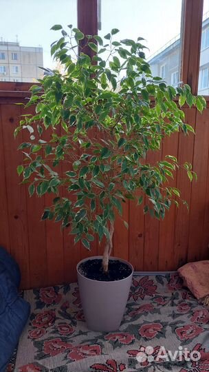 Фикус Бенджамина большой