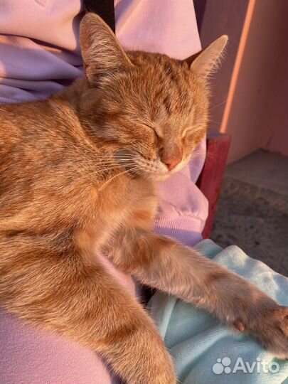 Рыжая девочка