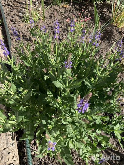 Шалфей (сальвия) дубравный Блаухугель
