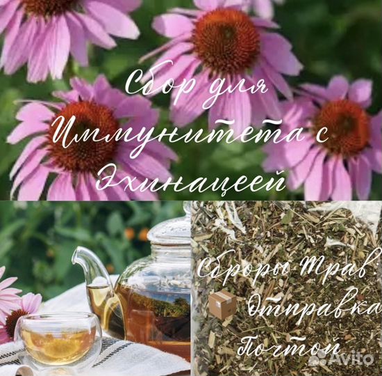 Сбор из горных трав с Эхинацеей для иммунитета