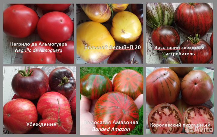 Семена коллекционных томатов