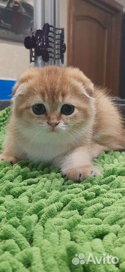 Шотландская вислоухая