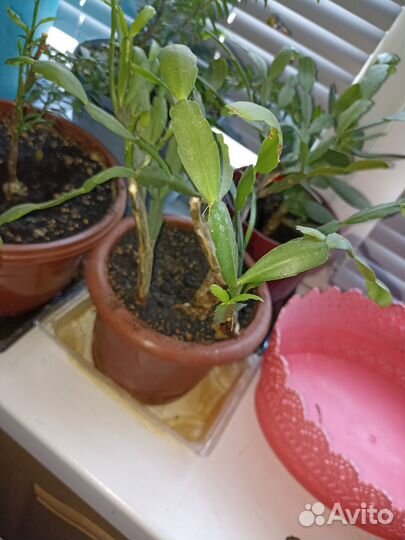 Комнатные растения