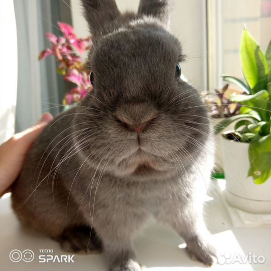 Карликовый кролик