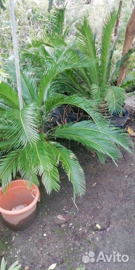 Пальма финиковая